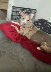 Found/Stray Female Dog last seen Laramie street Peoria il, Peoria, IL 61605