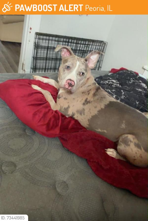 Found/Stray Female Dog last seen Laramie street Peoria il, Peoria, IL 61605