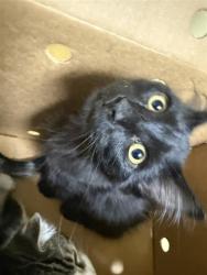 Shelter Stray Female Cat last seen BROADWAY & 5TH ST, 2127 Front St, Sacramento, CA 95818, USA