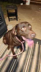 Found/Stray Male Dog last seen Garfield /Haynes st by Midland College, Midland, TX 79708
