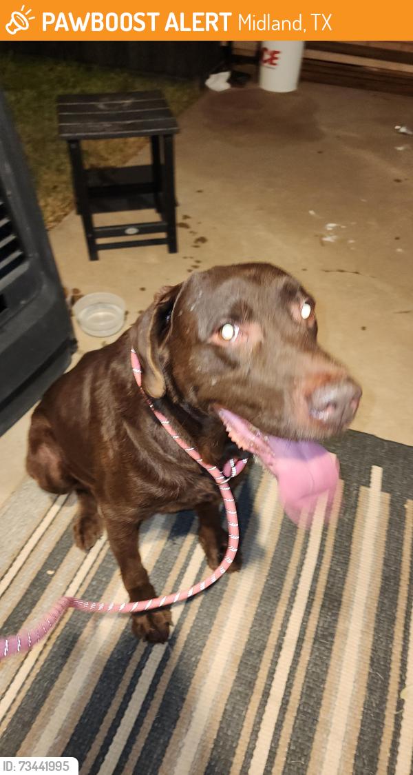 Found/Stray Male Dog last seen Garfield /Haynes st by Midland College, Midland, TX 79708