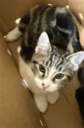 Shelter Stray Female Cat last seen BROADWAY & 5TH ST, 2127 Front St, Sacramento, CA 95818, USA