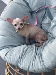 Found/Stray Female Dog last seen Near nw 26 st, Miami, FL 33127