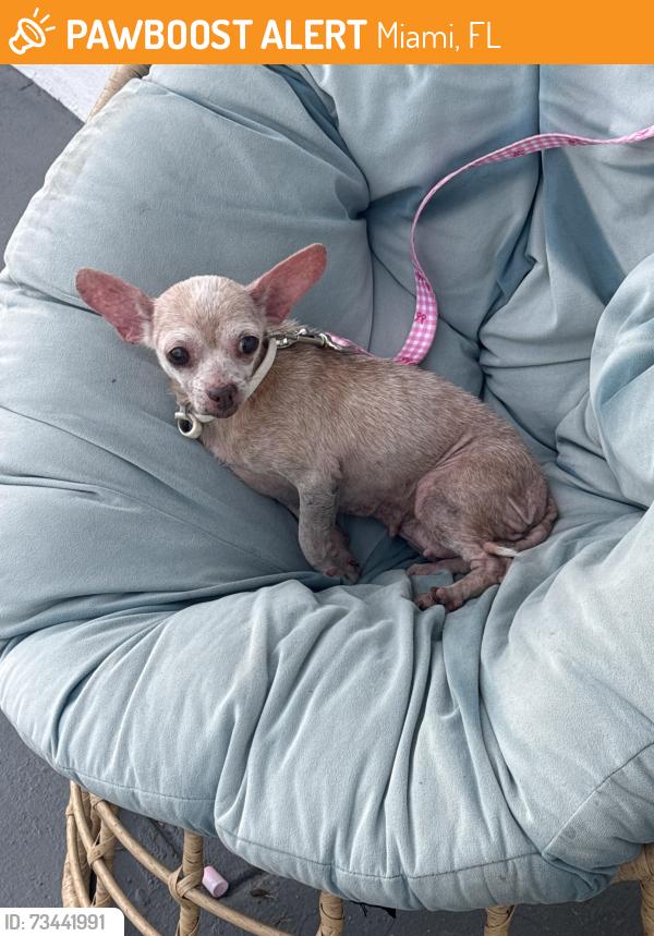 Found/Stray Female Dog last seen Near nw 26 st, Miami, FL 33127