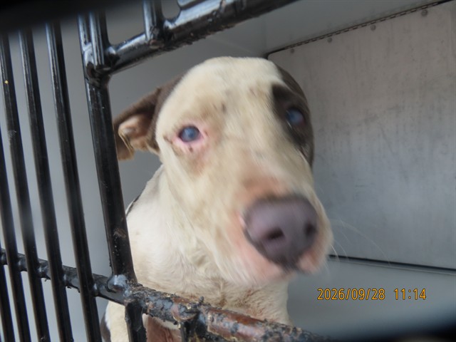 Shelter Stray Male Dog last seen 48TH ST/SOUTHERN AVE, 5501 E Van Buren St, Phoenix, AZ 85008, USA