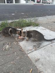 Found/Stray Unknown Cat last seen Near 10th Avenue, Oakland, CA 94606