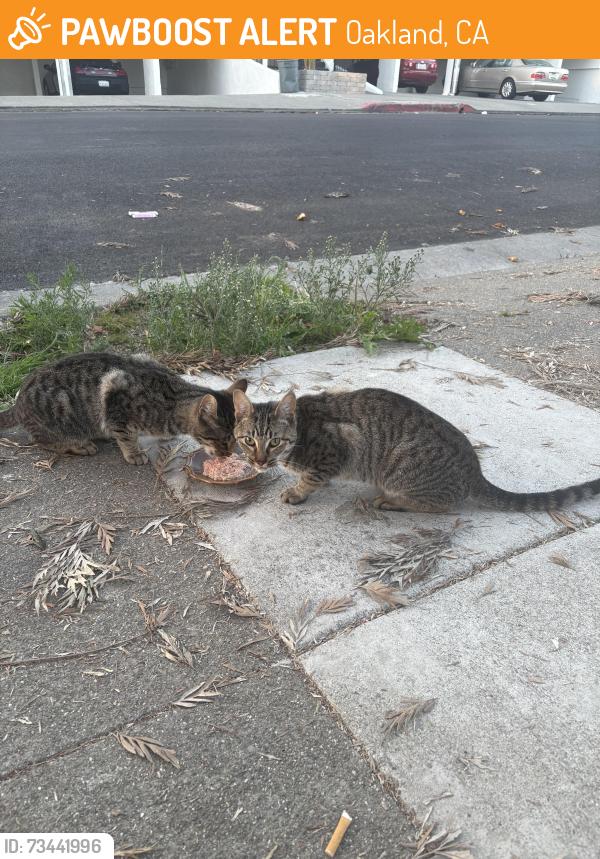 Found/Stray Unknown Cat last seen Near 10th Avenue, Oakland, CA 94606