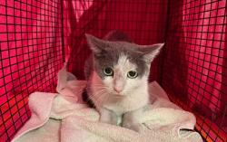Shelter Stray Male Cat last seen , 4000 N Silverbell Rd, Tucson, AZ 85745, USA