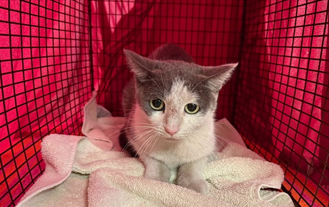 Shelter Stray Male Cat last seen , 4000 N Silverbell Rd, Tucson, AZ 85745, USA