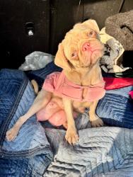 Found/Stray Female Dog last seen Stewart St., Scurry, TX 75158