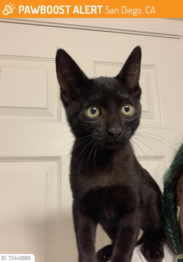 Found/Stray Male Cat last seen 36th Street and Imperial, San Diego, CA 92113