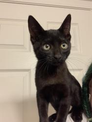 Found/Stray Male Cat last seen 36th Street and Imperial, San Diego, CA 92113