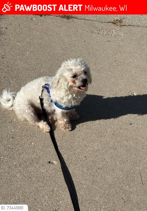 Lost Male Dog last seen Near, Milwaukee, WI 53204