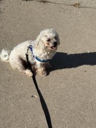 Lost Male Dog last seen Near, Milwaukee, WI 53204