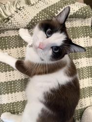 Lost Male Cat last seen Litchfield and Palm Valley, Goodyear, AZ 85395