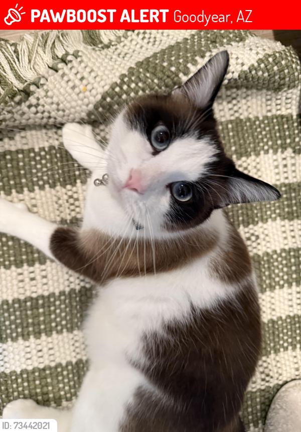 Lost Male Cat last seen Litchfield and Palm Valley, Goodyear, AZ 85395
