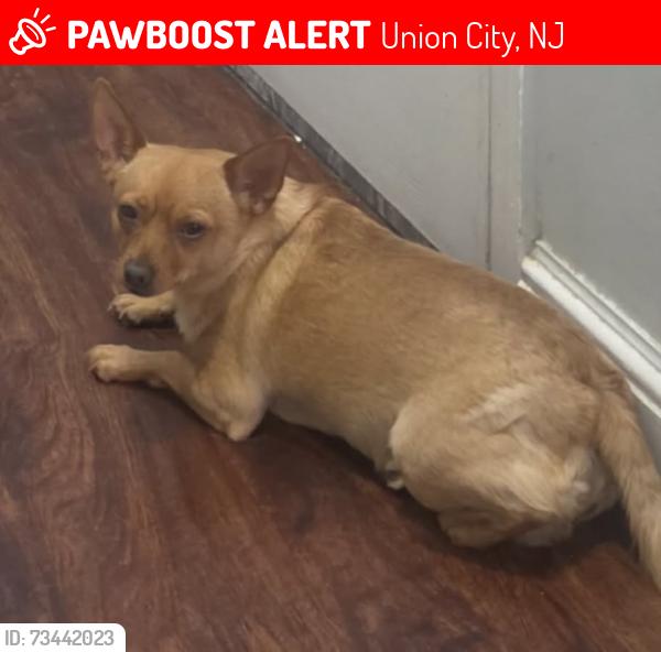 Lost Male Dog last seen 18th, Union City, NJ 07087