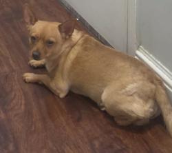 Lost Male Dog last seen 18th, Union City, NJ 07087