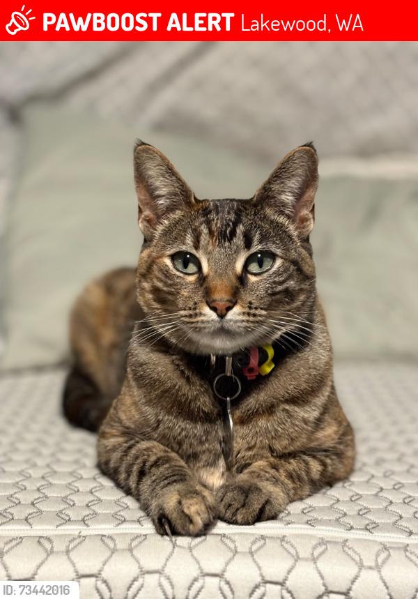 Lost Female Cat last seen The James Apartments, Lakewood, WA 98499