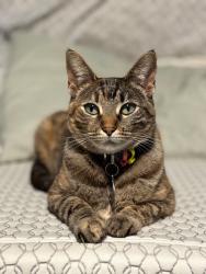 Lost Female Cat last seen The James Apartments, Lakewood, WA 98499