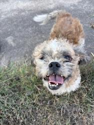 Found/Stray Male Dog last seen Greencrest Dr, Little Rock, AR 72204