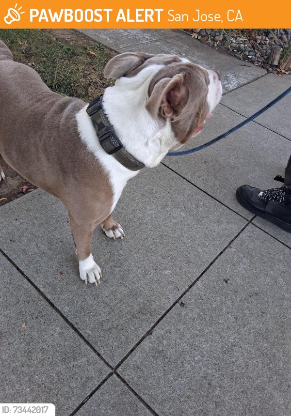 Found/Stray Male Dog last seen Creek dr and willow glen way, San Jose, CA 95125