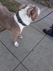 Found/Stray Male Dog last seen Creek dr and willow glen way, San Jose, CA 95125
