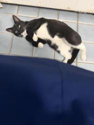 Lost Male Cat last seen tyrconnell st, Amityville, NY 11701