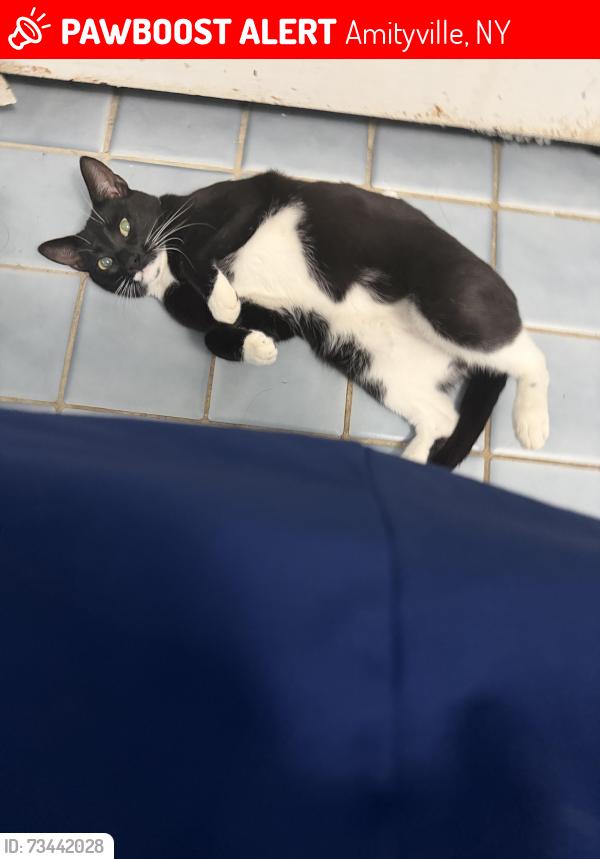 Lost Male Cat last seen tyrconnell st, Amityville, NY 11701