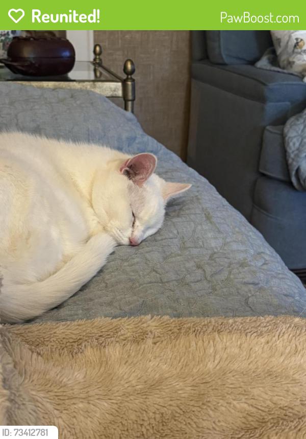 Reunited Male Cat last seen Champlain, Stanton, DE 19804