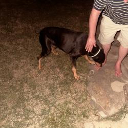 Found/Stray Male Dog last seen English and Chataqua, Wichita, KS 67214