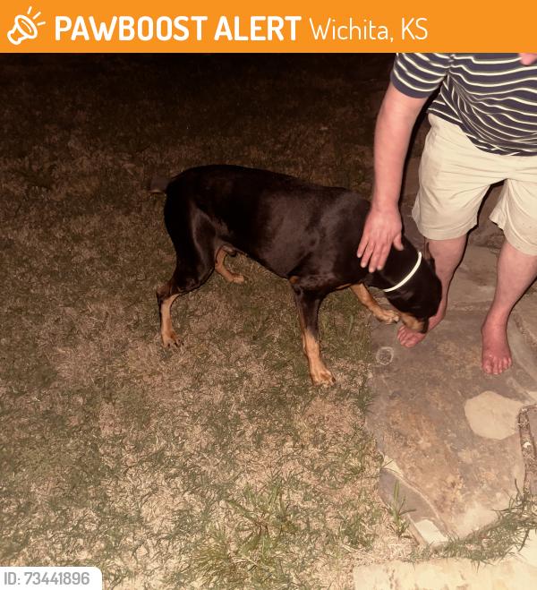 Found/Stray Male Dog last seen English and Chataqua, Wichita, KS 67214