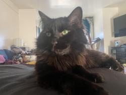 Lost Male Cat last seen Alder loop and lake Otis, Anchorage, AK 99516
