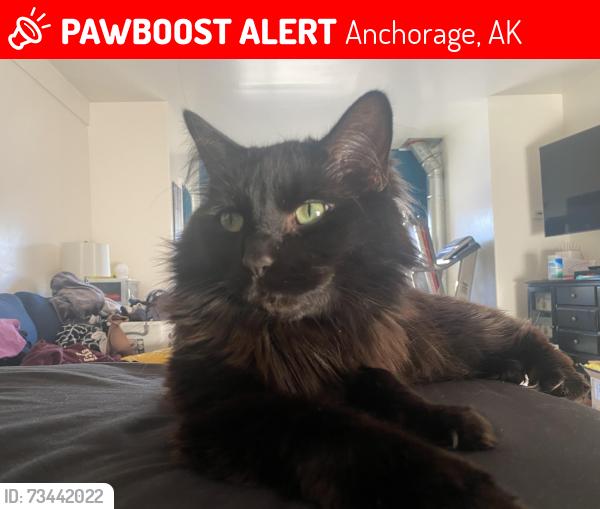 Lost Male Cat last seen Alder loop and lake Otis, Anchorage, AK 99516