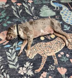 Reunited Male Dog last seen Central Ave NE & 46th ST NE, Washington, DC 20019