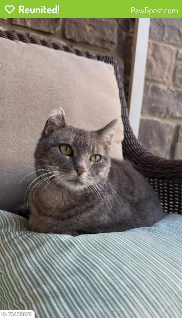 Reunited Female Cat last seen Danbury Drive., James Blvd., Aswan Drive, Signal Mountain, TN 37377