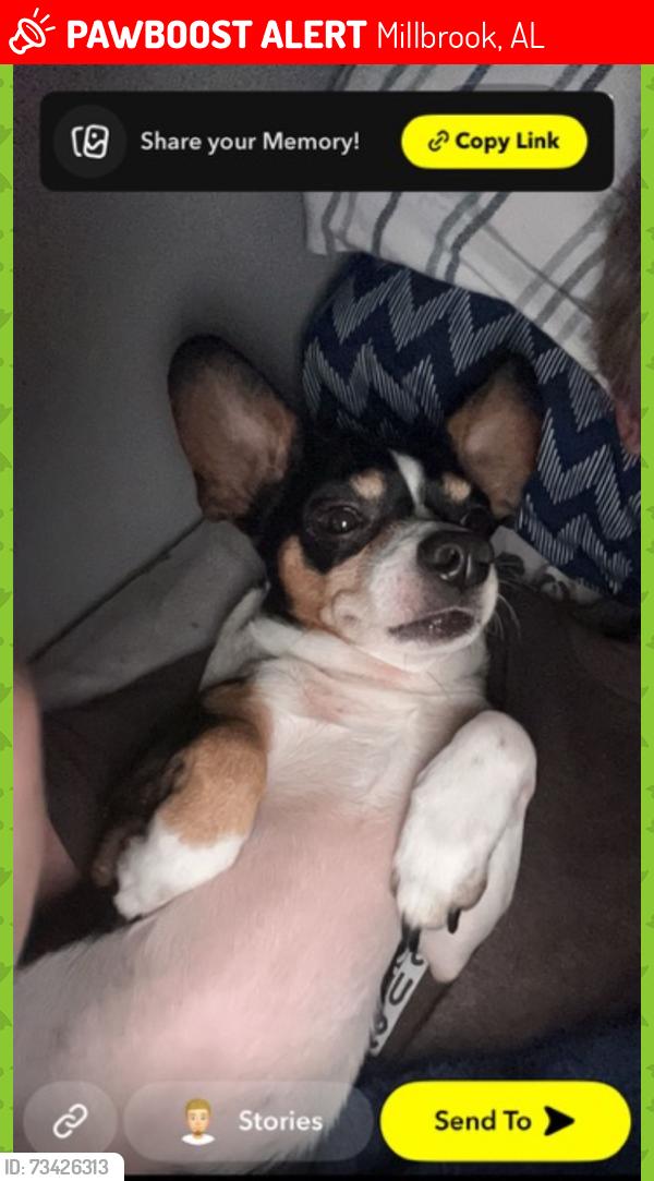 Lost Male Dog last seen Near Patricia ln Millbrook Al 36054, Millbrook, AL 36054