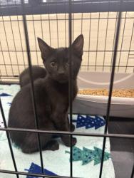 Reunited Male Cat last seen Cedar links, Medford, OR 97504