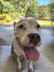 Shelter Stray Female Dog last seen Near Giles Road, 30058, GA, 3280 Chamblee Dunwoody Rd, Chamblee, GA 30341, USA