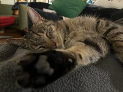 Reunited Male Cat last seen Dickinson and Clarion, Philadelphia, PA 19147