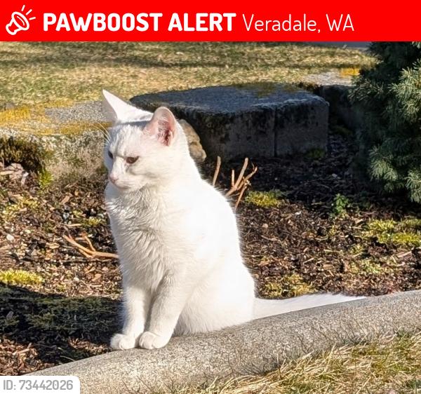 Lost Female Cat last seen Belle Terre & Adams, Veradale, WA 99037