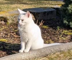 Lost Female Cat last seen Belle Terre & Adams, Veradale, WA 99037