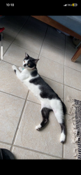 Reunited Female Cat last seen East bay and Rosery, Largo, FL 33770