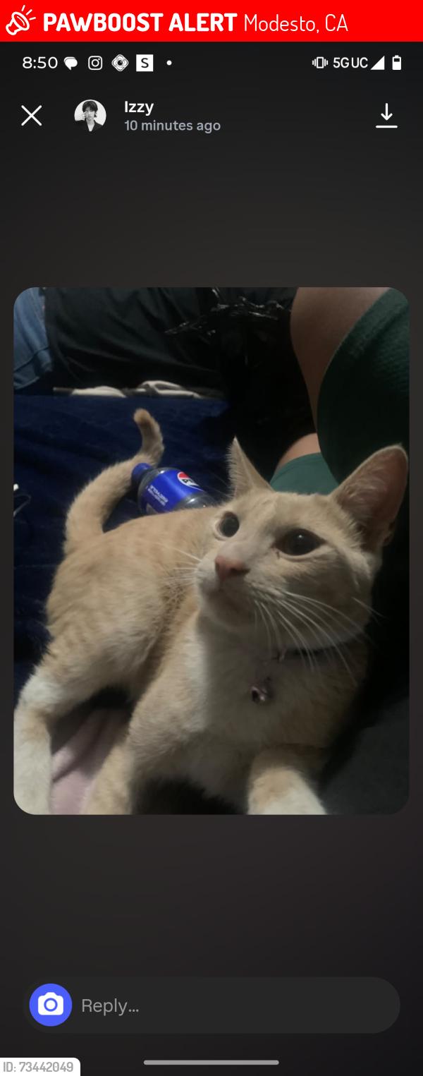 Lost Male Cat last seen Herndon/ lombardo, Modesto, CA 95351