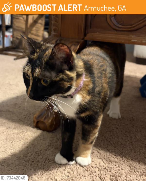 Found/Stray Female Cat last seen Hummingbird Place, Armuchee, GA 30105
