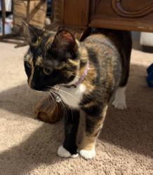 Found/Stray Female Cat last seen Hummingbird Place, Armuchee, GA 30105