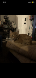 Reunited Male Cat last seen East bay and Rosery, Largo, FL 33770