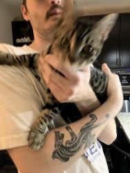 Found/Stray Female Cat last seen near broken spoke, Austin, TX 78704