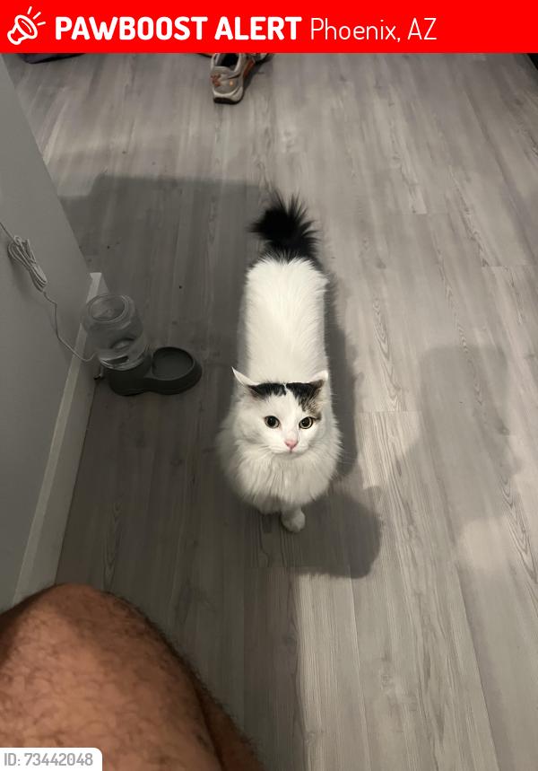 Lost Female Cat last seen Flatz602 apmts, Phoenix, AZ 85033