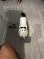 Lost Female Cat last seen Flatz602 apmts, Phoenix, AZ 85033